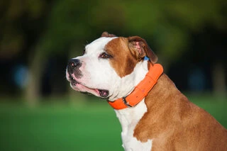 Нашийник для собак шкіряний WAUDOG Glamour з QR паспортом, без прикрас, Ш 25 мм, Дл 38-49 см, оранжевий