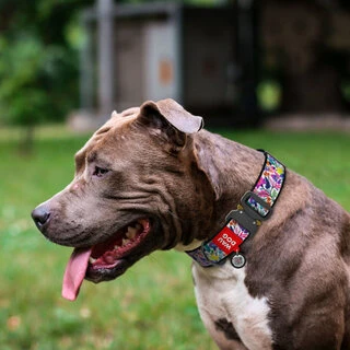 Ошейник для собак нейлоновый WAUDOG Nylon с QR паспортом, рисунок&nbsp;"Волшебные цветы", металлическая пряжка-фастекс, XXL, Ш 35 мм, Дл 43-70 см