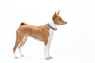 Нашийник для собак шкіряний WAUDOG Design з QR паспортом, малюнок "Квіти", Ш 15 мм, Дл 27-36 см, чорний