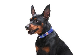 Ошейник для собак кожаный WAUDOG Classic, Ш 12 мм, Дл 21-29 см, фиолетовый