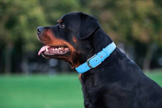 Нашийник для собак шкіряний WAUDOG Glamour з QR паспортом, без прикрас, Ш 25 мм, Дл 38-49 см, блакитний