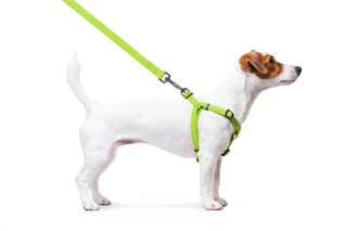 Шлея для собак водостойкая WAUDOG Waterproof c QR-паспортом, металлическая пряжка-фастекс, Ш 15 мм, Дл 40-55 см, салатовый