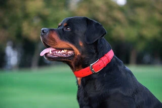 Нашийник для собак шкіряний WAUDOG Glamour з QR паспортом, без прикрас, Ш 25 мм, Дл 38-49 см, червоний