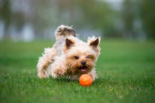 М'ячик ЛАЙКЕР5, діаметр 5 см