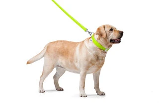 Повідок для собак шкіряний WAUDOG Glamour, Ш 25 мм, Дл 122 см, салатовий