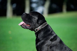 Нашийник для собак шкіряний WAUDOG Soft з QR паспортом, Ш 2,5 см, Дл 38-49 см