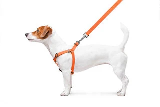 Шлея для собак водостойкая WAUDOG Waterproof c QR-паспортом, металлическая пряжка-фастекс, Ш 15 мм, Дл 40-55 см, оранжевый