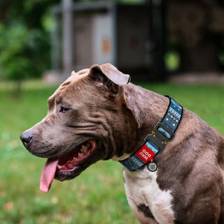 Нашийник для собак нейлоновий WAUDOG Nylon з QR паспортом, малюнок "Етно синій", металевий пряжка-фастекс, XXL, Ш 35 мм, Дл 43-70 см