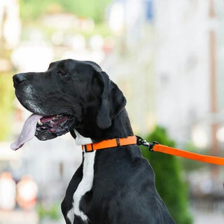 Поводок для собак "EVOLUTOR" (ширина 25 мм, довжина 120 см), НАЙБІЛЬШИЙ МІЦНИЙ ПОВІДОК, оранжевий