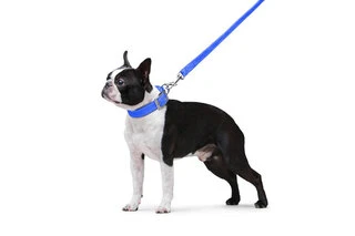 Поводок "Dog Extremе" нейлоновый двойной (ширина 20мм, длина 122см), голубой