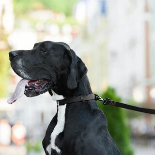 Поводок для собак "EVOLUTOR" (ширина 25 мм, длина 120 см), САМЫЙ ПРОЧНЫЙ ПОВОДОК, черный