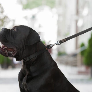 Поводок "EVOLUTOR" (ширина 25 мм, довжина 210 см), чорний