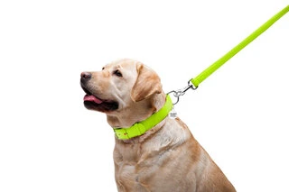 Повідець для собак шкіряний WAUDOG Glamour, Ш 25 мм, Дл 122 см, салатовий