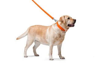 Повідок для собак шкіряний WAUDOG Glamour, Ш 25 мм, Дл 122 см, оранжевий