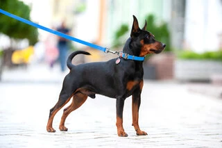 Ошейник для собак водостойкий WAUDOG Waterproof c QR-паспортом, металлическая пряжка-фастекс, Ш 15 мм, Дл 23-35 см, голубой