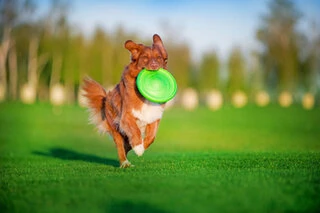 Летюча тарілка ФЛАЙБЕР, діаметр 22 см, салатовий