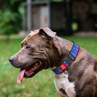 Нашийник для собак нейлоновий WAUDOG Nylon з QR паспортом, малюнок "Ловець снів", металевий пряжка-фастекс, XXL, Ш 35 мм, Дл 43-70 см