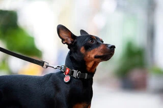 Нашийник для собак водостійкий WAUDOG Waterproof з QR-паспортом, металевою пряжкою-фастекс, Ш 25 мм, Дл 31-49 см, чорний