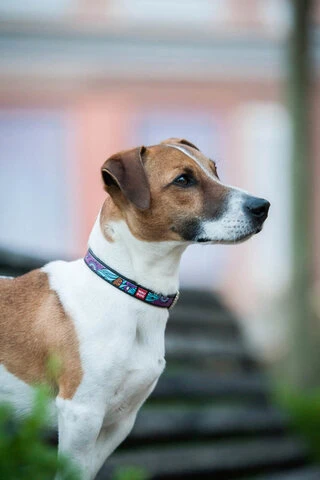 Нашийник для собак шкіряний WAUDOG Design з QR паспортом, малюнок "Літо", Ш 12 мм, Дл 21-29 см, чорний