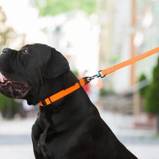 Поводок для собак "EVOLUTOR" (ширина 25 мм, довжина 120 см), НАЙБІЛЬШИЙ МІЦНИЙ ПОВІДОК, оранжевий