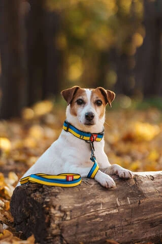 Повідок для собак нейлоновий WAUDOG Nylon малюнок "Colors of freedom", S, Ш 15 мм, Дл 122 см