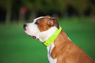 Нашийник для собак шкіряний WAUDOG Glamour з QR паспортом, без прикрас, Ш 25 мм, Дл 38-49 см, салатовий