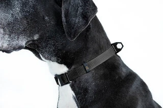 Нашийник EVOLUTOR, регульований універсальний розмір (ширина 25 мм, довжина 25-70 см), чорний