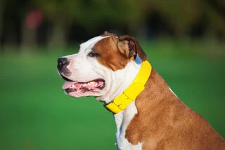 Нашийник для собак шкіряний WAUDOG Glamour з QR паспортом, без прикрас, Ш 25 мм, Дл 38-49 см, жовтий