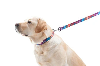 Поводок для собак нейлоновий WAUDOG Nylon, малюнок "Літо", Ш 20 мм, Дл 122 см