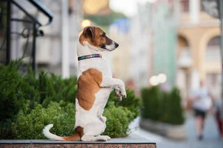 Нашийник для собак шкіряний WAUDOG Design з QR паспортом, малюнок "Літо", Ш 12 мм, Дл 21-29 см, чорний