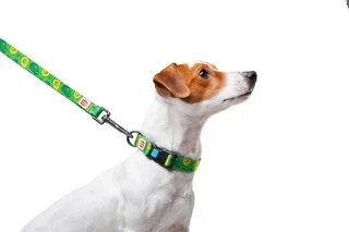 Повідок для собак нейлоновий WAUDOG Nylon, малюнок "Авокадо", Ш 20 мм, Дл 122 см