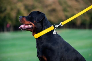 Повідок для собак шкіряний WAUDOG Glamour, Ш 25 мм, Дл 122 см, жовтий