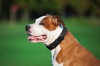 Нашийник для собак шкіряний WAUDOG Glamour з QR паспортом, без прикрас, Ш 25 мм, Дл 38-49 см, чорний