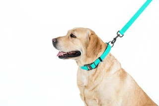 Поводок для собак водостойкий WAUDOG Waterproof, светящийся, Ш 15 мм, Дл 122 см