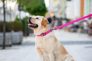 Повідець для собак водостійкий WAUDOG Waterproof, L-XXL, Ш 25 мм, Дл 305 cм, рожевий