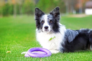 Тренировочный снаряд для собак PULLER Midi, диаметр 20см