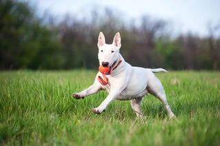 Мячик ЛАЙКЕР7 Лайн, диаметр 7 см