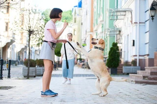 Нашийник для собак шкіряний WAUDOG Design з QR паспортом, малюнок "Пончики", Ш 35 мм, Дл 46-60 см, чорний