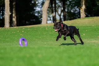 Тренувальний снаряд для собак PULLER Мaxi, діаметр 30см