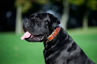 Нашийник для собак шкіряний WAUDOG Soft з QR паспортом, Ш 25 мм, Дл 38-49 см