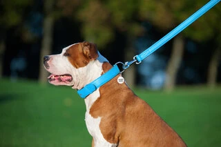 Поводок для собак кожаный WAUDOG Glamour, Ш 25 мм, Дл 122 см, голубой