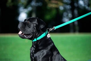 Повідок для собак шкіряний WAUDOG Glamour, Ш 25 мм, Дл 122 см, ментоловий