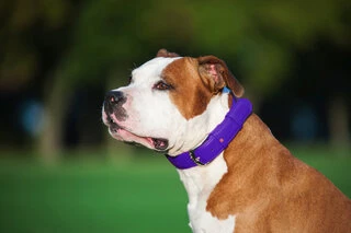 Нашийник для собак шкіряний WAUDOG Glamour з QR паспортом, без прикрас, Ш 25 мм, Дл 38-49 см, фіолетовий