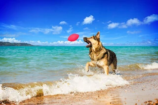 Ігровий м'яч для апортировки PitchDog, діаметр 9 см, рожевий