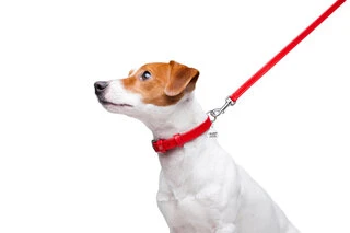 Поводок для собак кожаный WAUDOG Glamour, Ш 12 мм, Дл 122 см, красный