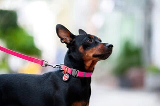 Ошейник для собак водостойкий WAUDOG Waterproof c QR-паспортом, металлическая пряжка-фастекс, Ш 15 мм, Дл 23-35 см, розовый