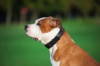 Нашийник для собак шкіряний WAUDOG Glamour з QR паспортом, без прикрас, Ш 25 мм, Дл 38-49 см, чорний