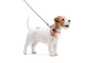 Поводок для собак нейлоновый WAUDOG Nylon, светящийся/светоотражающий, Ш 15 мм, Дл 122 см, розовый