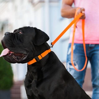 Поводок "EVOLUTOR" (ширина 25 мм, длина 210 см), оранжевый