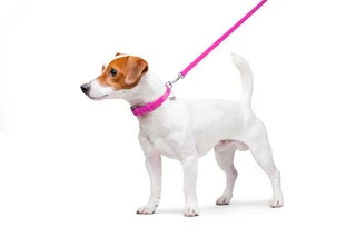 Повідок для собак шкіряний WAUDOG Glamour, Ш 12 мм, Дл 122 см, рожевий